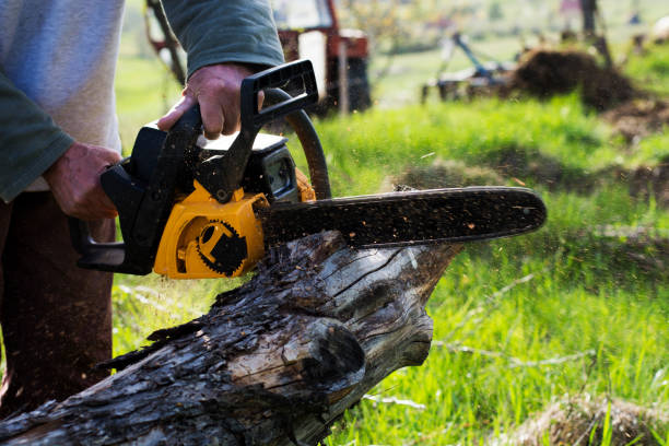 How Our Tree Care Process Works  in  Springville, UT